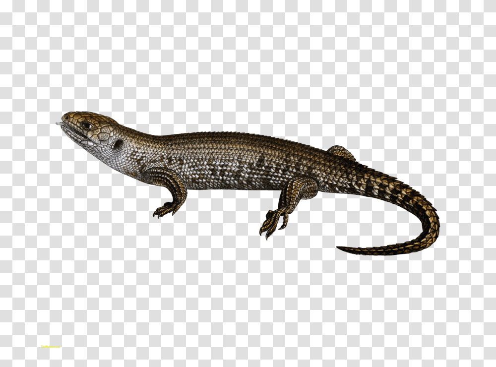 Lizard, Reptile, Animal, Gecko Transparent Png