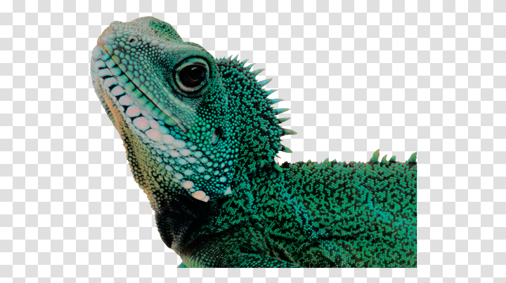 Lizard, Reptile, Animal, Iguana Transparent Png
