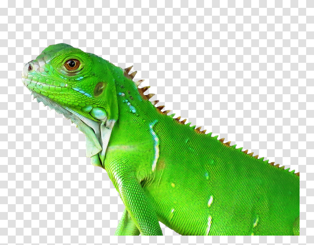 Lizard Reptile Tropical Nature Animal Vertebrate Tropical Animal, Iguana, Green Lizard Transparent Png