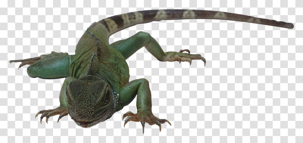 Lizard Transparent Png