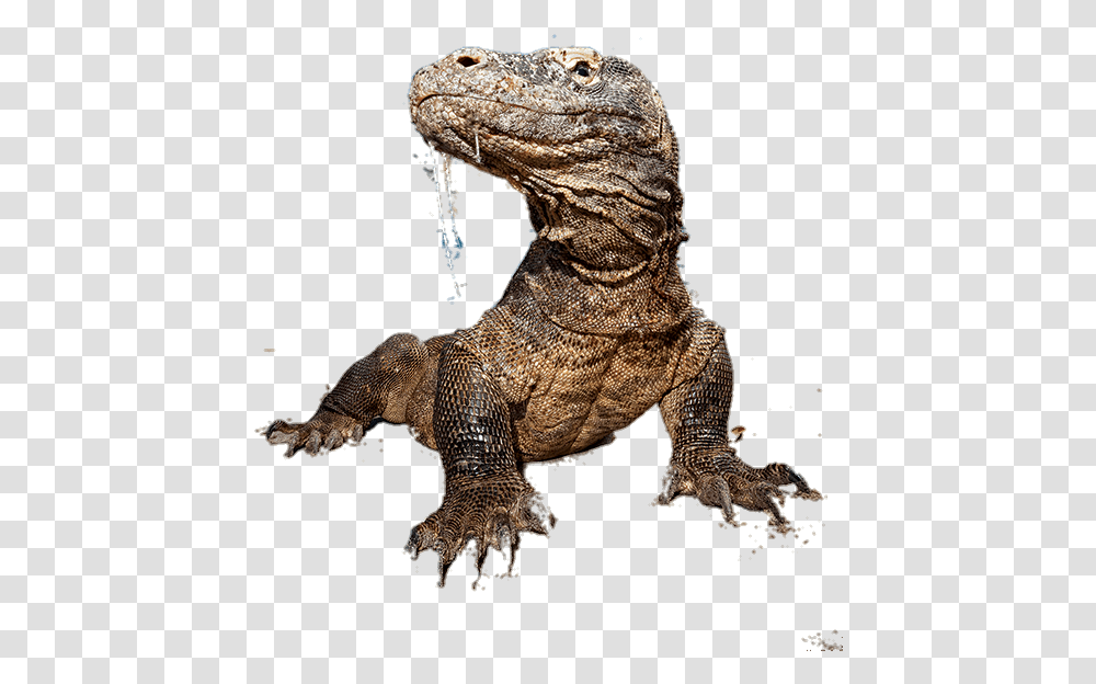 Lizards Komodo Dragon, Reptile, Animal, Dinosaur, T-Rex Transparent Png