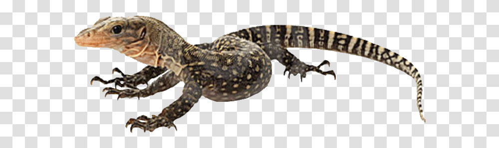 Lizards Reptiles Para Mascota, Animal, Snake, Gecko, Amphibian Transparent Png