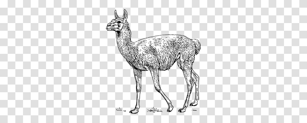 Llama Technology, Gray, World Of Warcraft Transparent Png