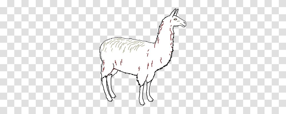 Llama Animals, Mammal, Alpaca, Horse Transparent Png