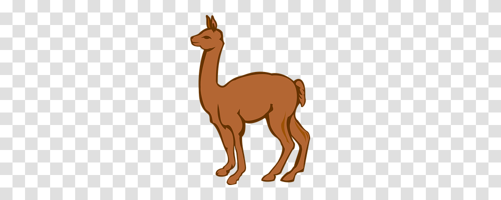 Llama Animals, Mammal, Alpaca, Camel Transparent Png