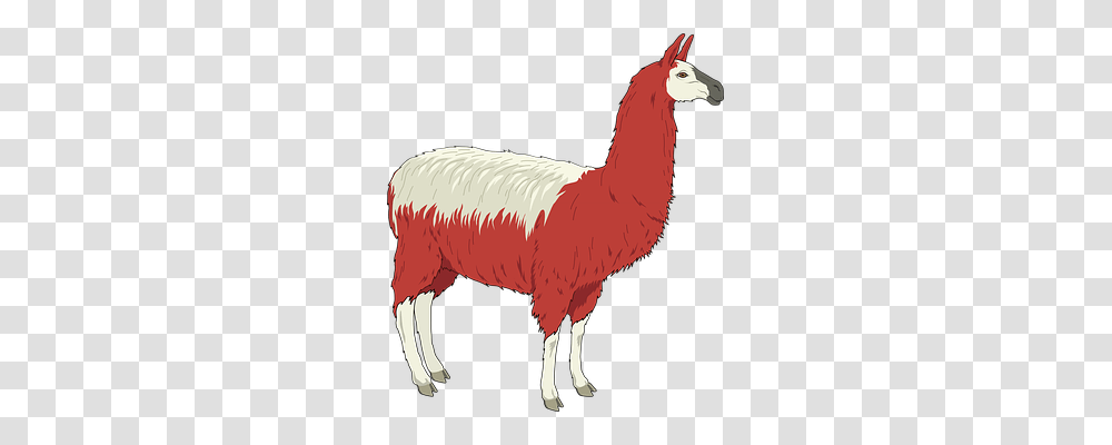 Llama Animals, Mammal, Alpaca, Horse Transparent Png