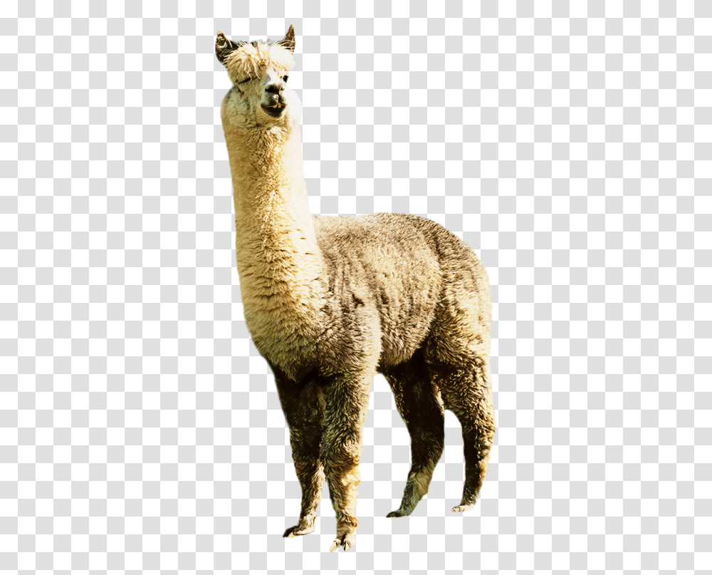 Llama Alpaca Clip Art Image Illustration Alpaca, Animal, Sheep Transparent Png
