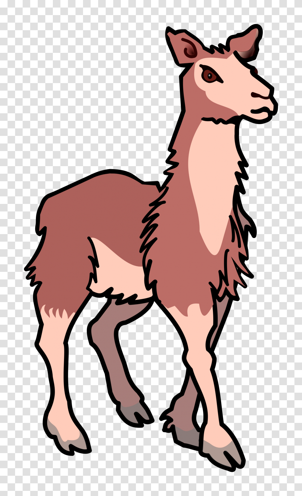 Llama, Animal, Mammal, Alpaca, Person Transparent Png