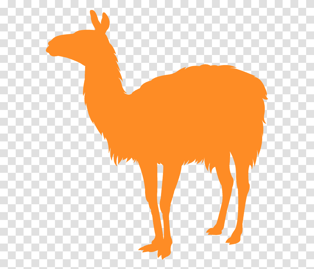 Llama, Animal, Mammal, Camel, Alpaca Transparent Png