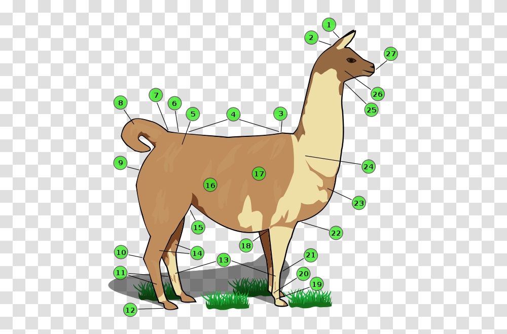 Llama Biology, Animal, Mammal, Cat, Pet Transparent Png