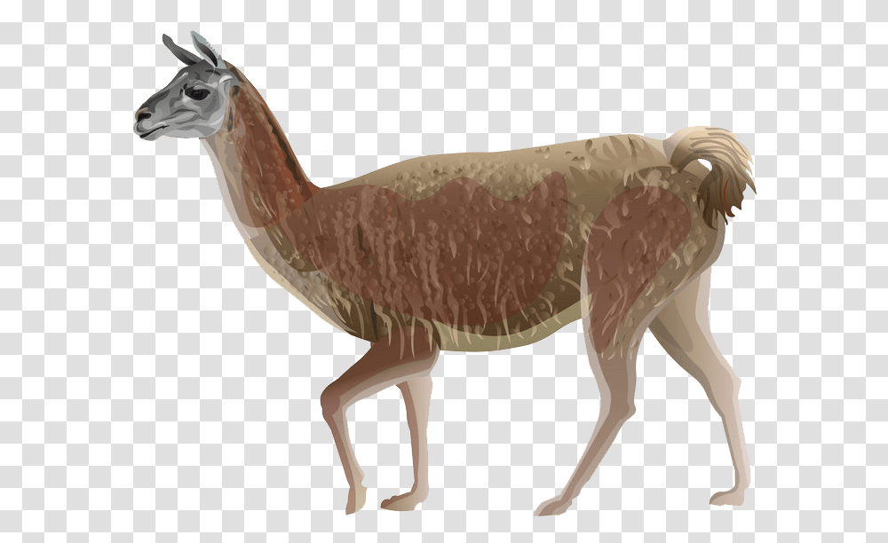 Llama Clipart Illustration, Mammal, Animal, Alpaca, Antelope Transparent Png