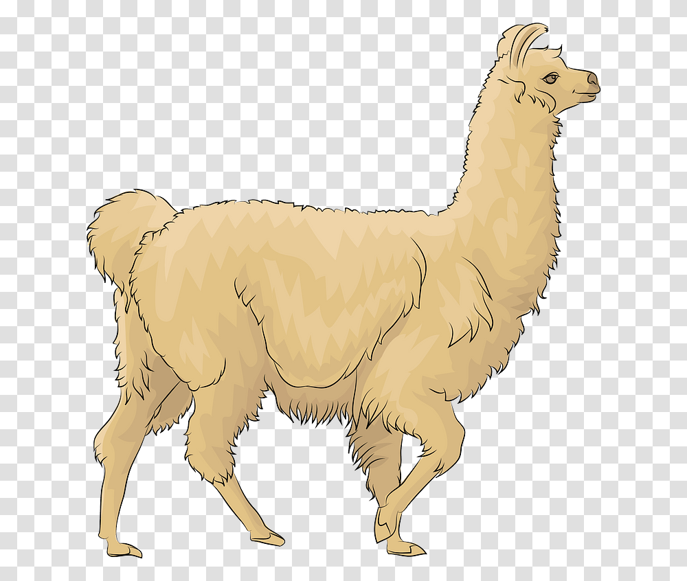 Llama, Mammal, Animal, Alpaca Transparent Png