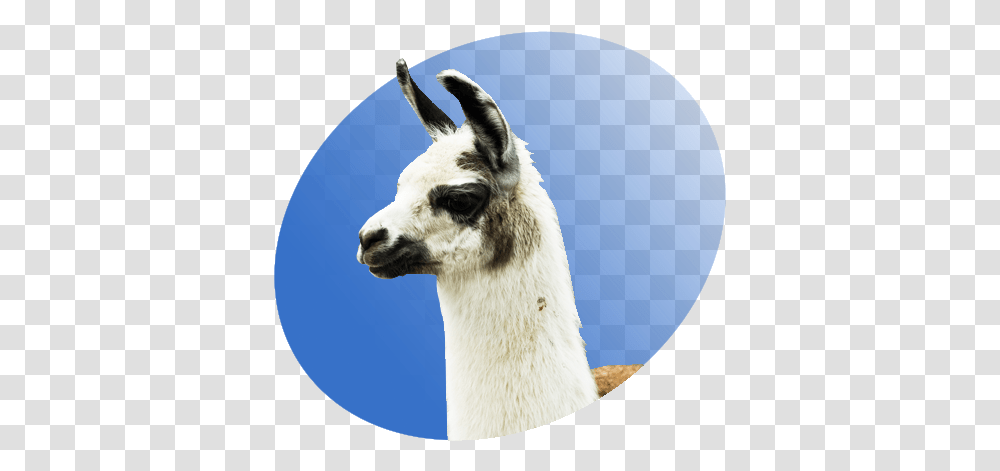Llama P Icon Animal Lhama, Mammal, Alpaca, Dog, Pet Transparent Png