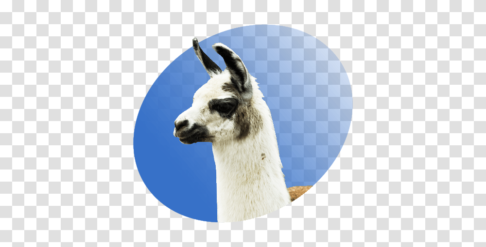 Llama P Icon, Mammal, Animal, Alpaca, Dog Transparent Png