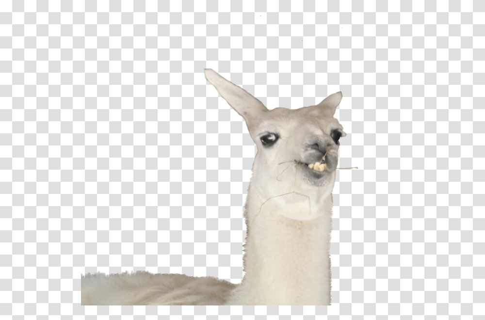 Llama Pictures Background, Animal, Mammal, Alpaca, Dog Transparent Png