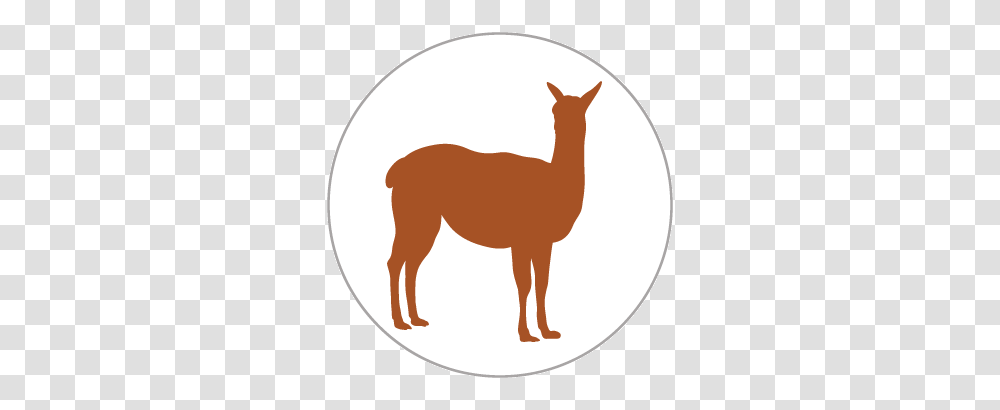Llama Schedule, Mammal, Animal, Alpaca, Deer Transparent Png