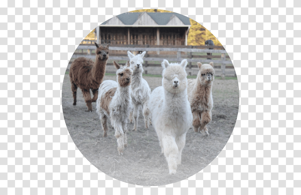 Llama, Sheep, Mammal, Animal, Alpaca Transparent Png