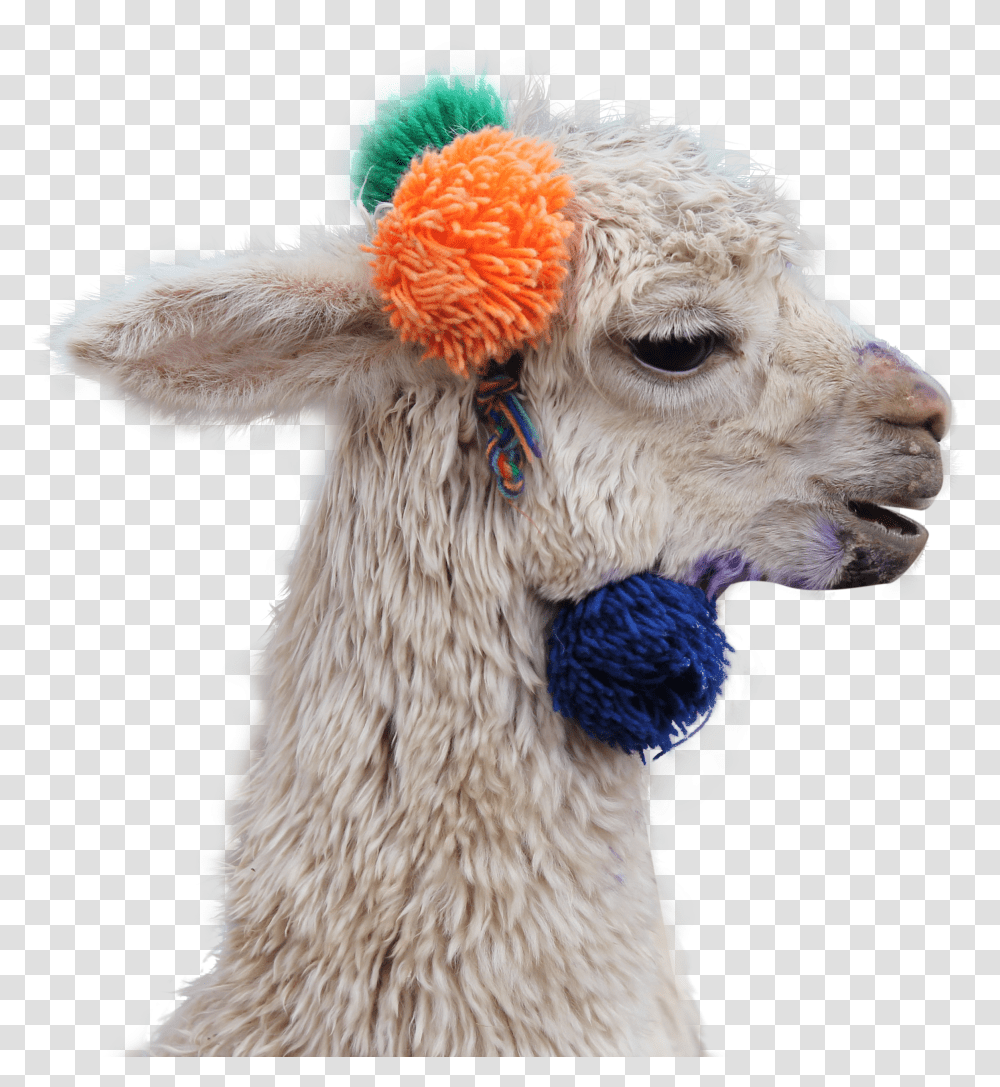 Llama Transparent Png