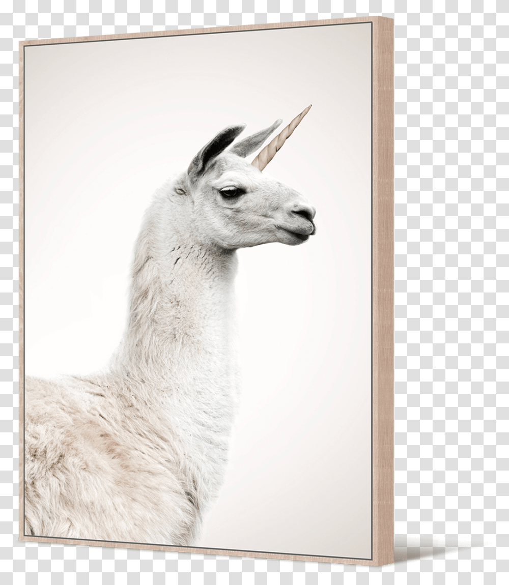 Llamas Llama, Mammal, Animal, Alpaca, Kangaroo Transparent Png