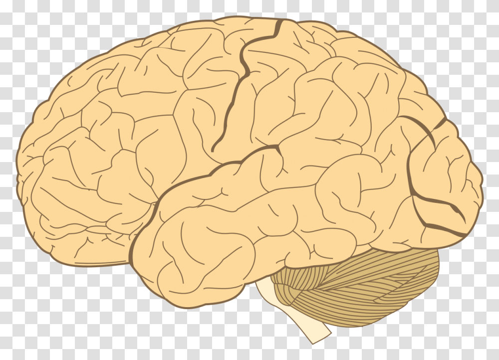 Lobes Of The Brain, Plant, Vegetable, Food, Cauliflower Transparent Png