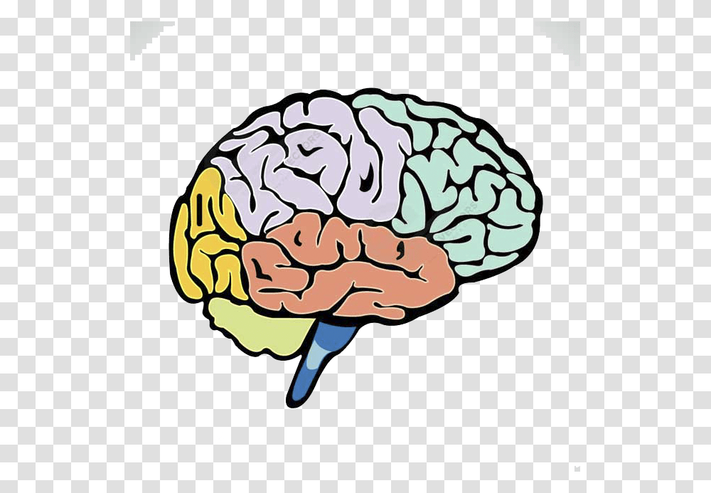 Lobes Of The Cerebrum Sections Of A Brain, Plant, Vegetable, Food, Cauliflower Transparent Png