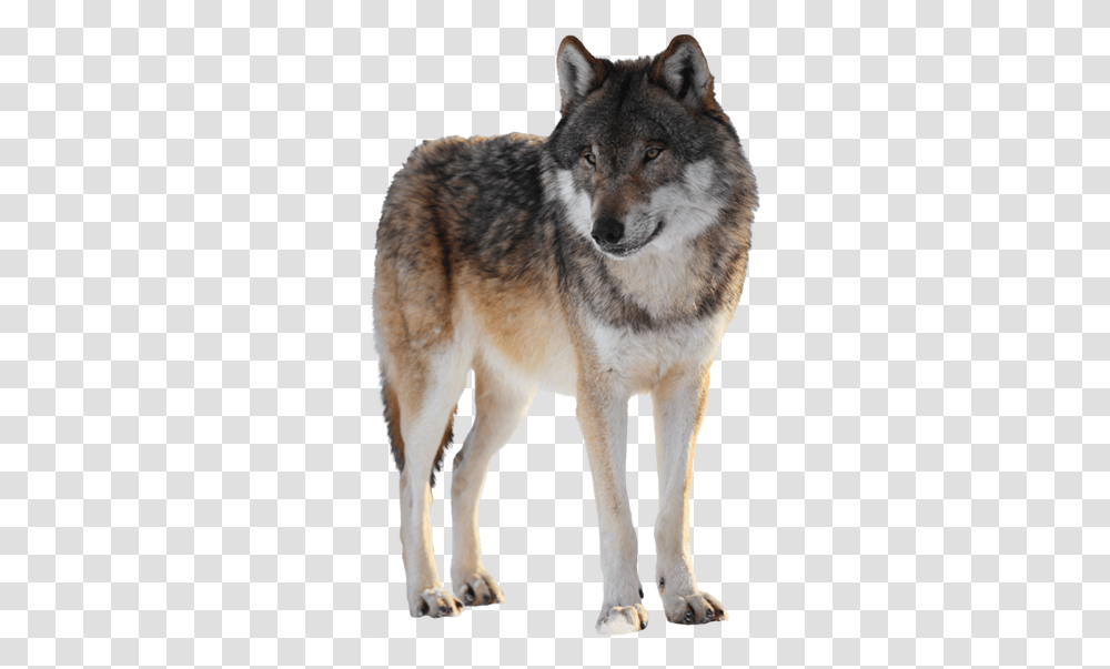 Lobo En Image Lobo, Wolf, Mammal, Animal, Coyote Transparent Png