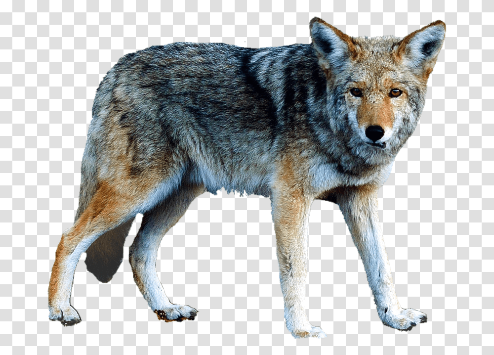 Lobo Lobo, Coyote, Mammal, Animal, Dog Transparent Png