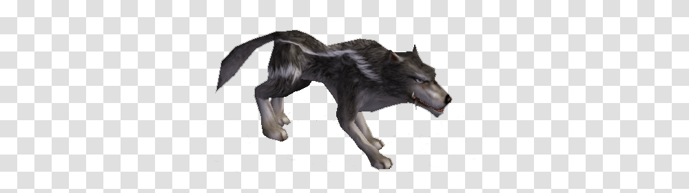 Lobo Lobo, Wolf, Mammal, Animal, Coyote Transparent Png