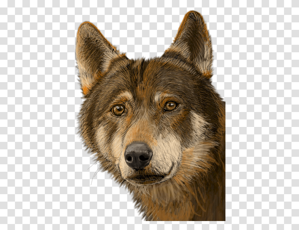 Lobo Native American Wolf, Mammal, Animal, Dog, Pet Transparent Png