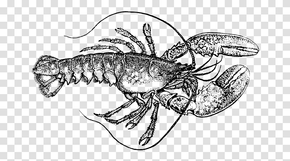 Lobster, Animals, Gray, World Of Warcraft Transparent Png