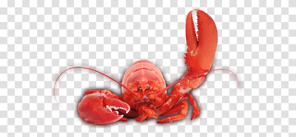 Lobster, Animals, Seafood, Sea Life, Crab Transparent Png