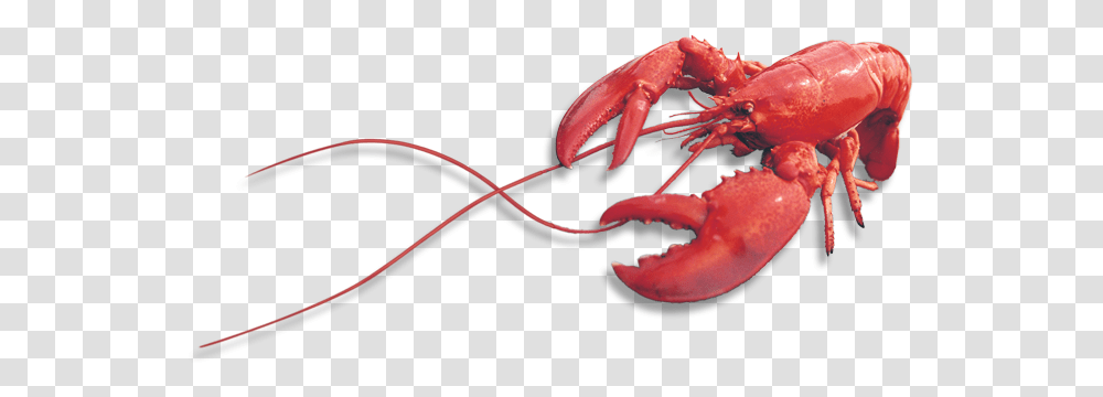 Lobster, Animals, Seafood, Sea Life, Crab Transparent Png