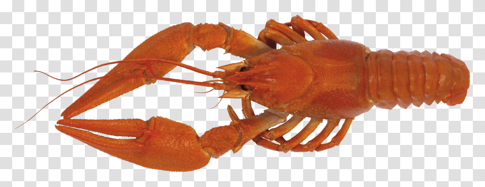 Lobster, Animals, Seafood, Sea Life, Crab Transparent Png