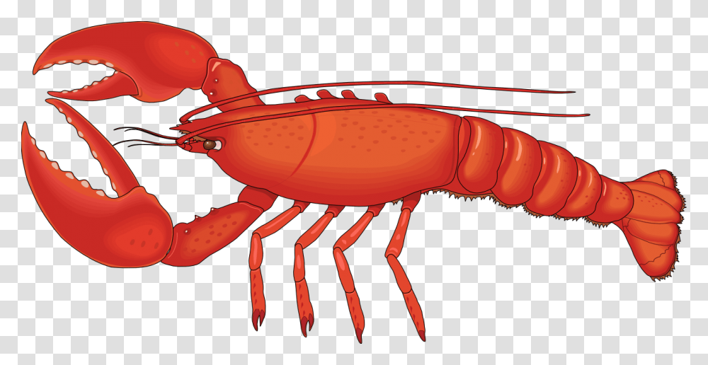 Lobster, Animals, Seafood, Sea Life, Crawdad Transparent Png