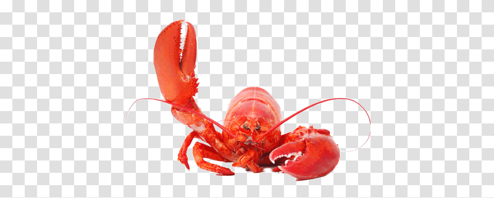 Lobster, Animals, Seafood, Sea Life, Crawdad Transparent Png