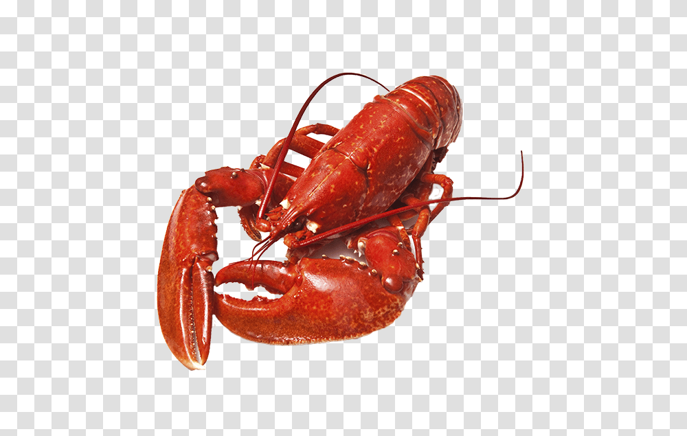 Lobster, Animals, Seafood, Sea Life, Ketchup Transparent Png