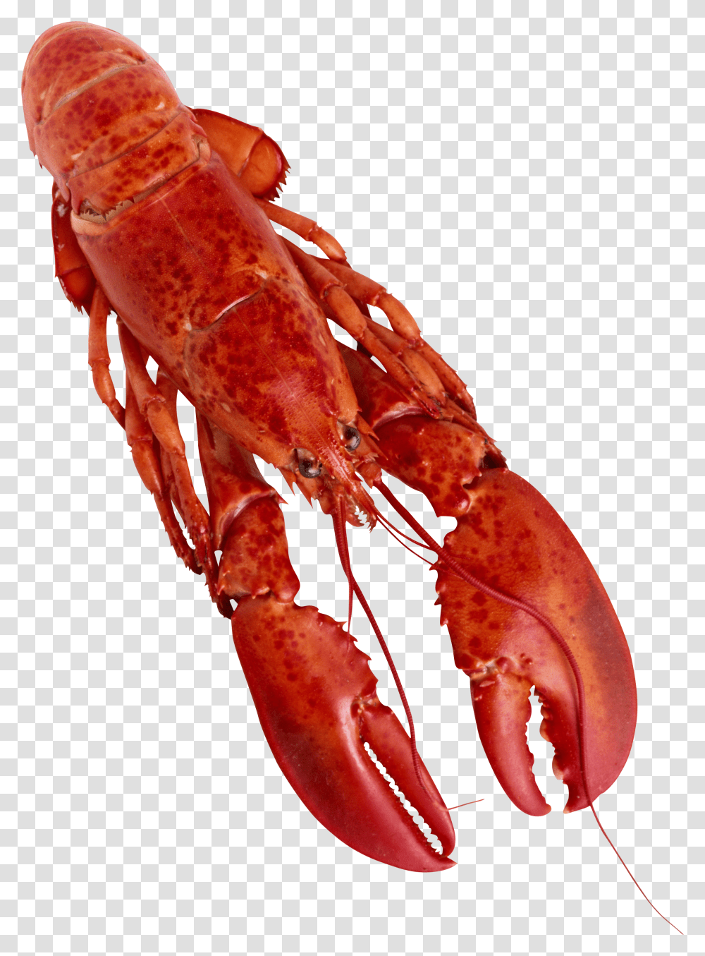 Lobster, Animals, Seafood, Sea Life Transparent Png