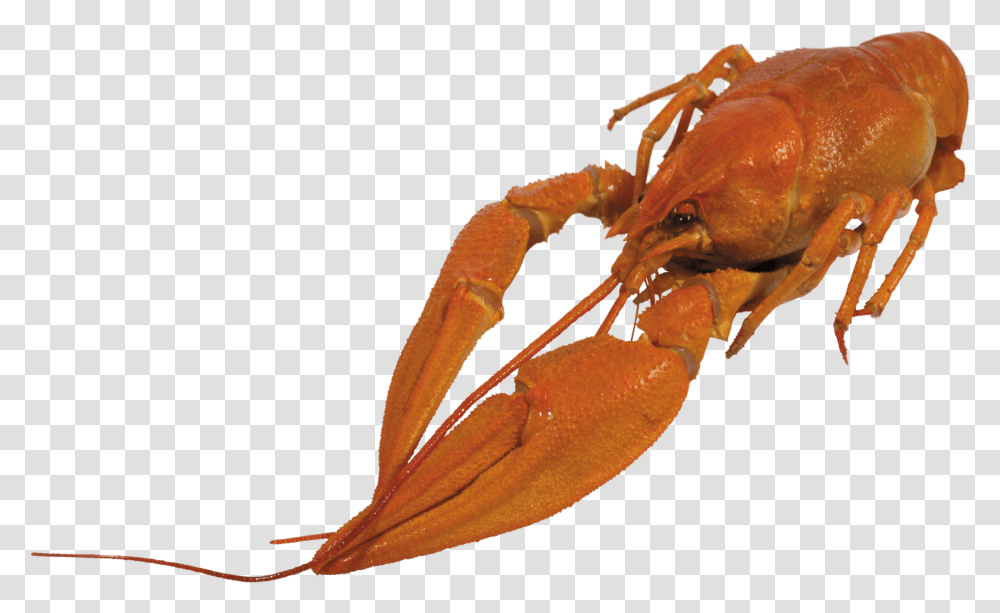 Lobster, Animals Transparent Png