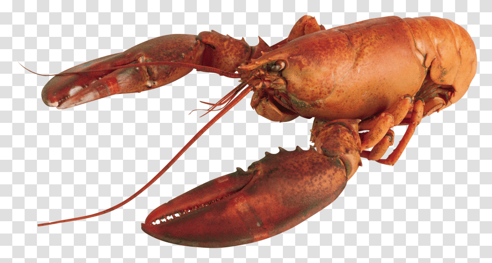 Lobster, Animals Transparent Png