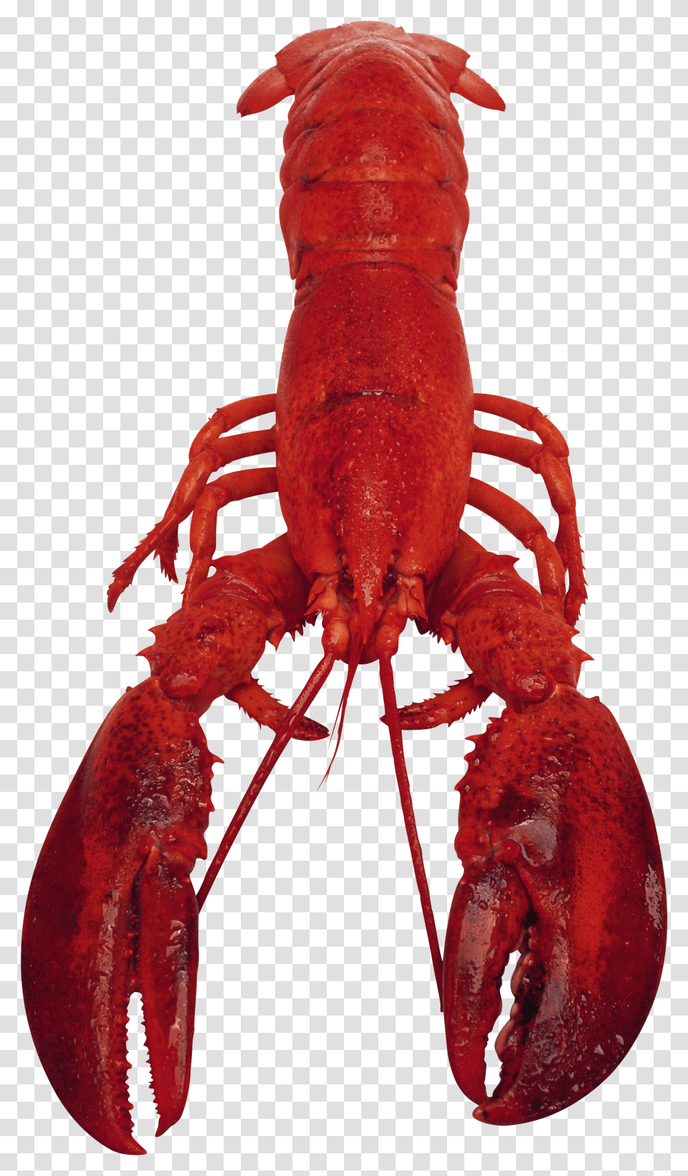 Lobster, Animals Transparent Png