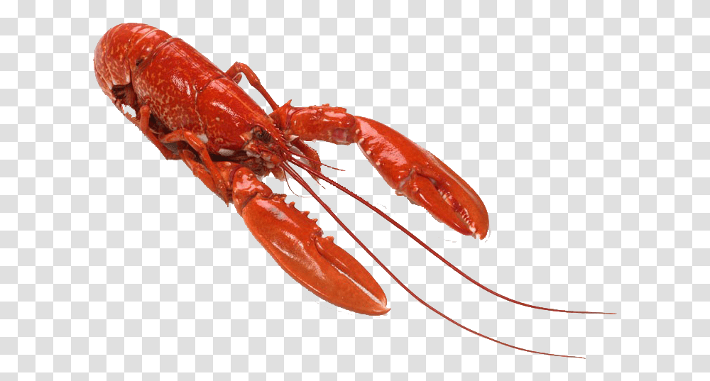 Lobster Background Small Lobster, Seafood, Sea Life, Animal, Crawdad Transparent Png