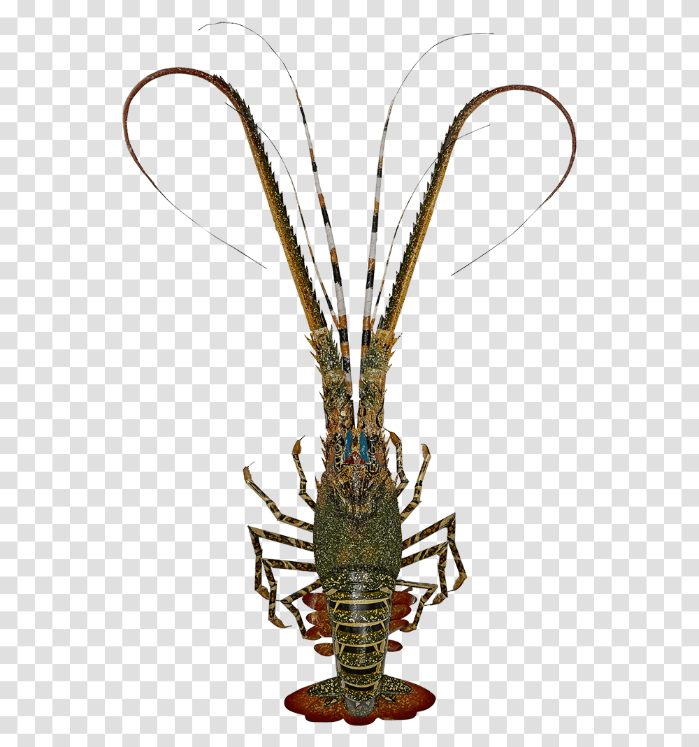 Lobster Bamboo Painted American Lobster, Sea Life, Animal, Crawdad, Seafood Transparent Png