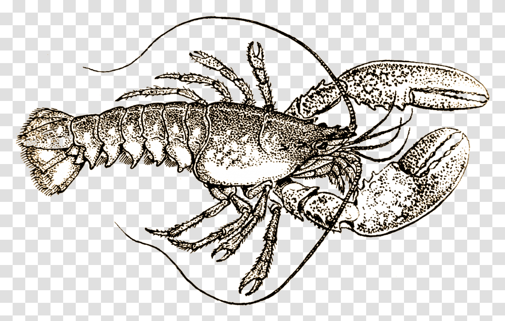 Lobster Black And White, Crawdad, Seafood, Sea Life, Animal Transparent Png