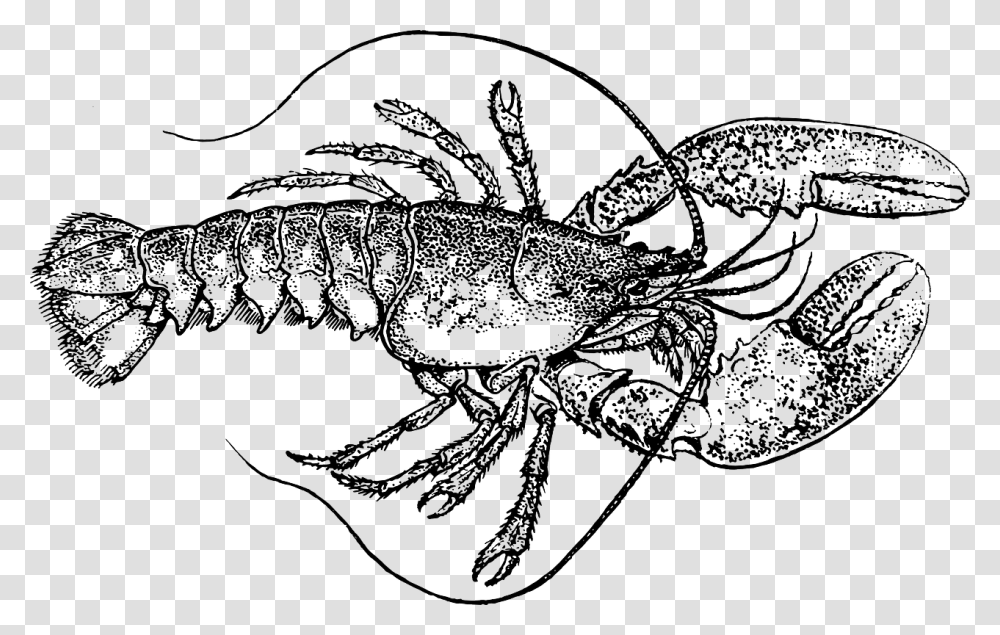 Lobster Clipart Lobster Black And White, Crawdad, Seafood, Sea Life, Animal Transparent Png
