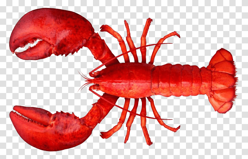 Lobster Clipart Lobster, Seafood, Sea Life, Animal, Crawdad Transparent Png