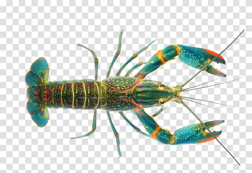 Lobster Crayfish As Food Australian Red Claw Crayfish, Crawdad, Seafood, Sea Life, Animal Transparent Png