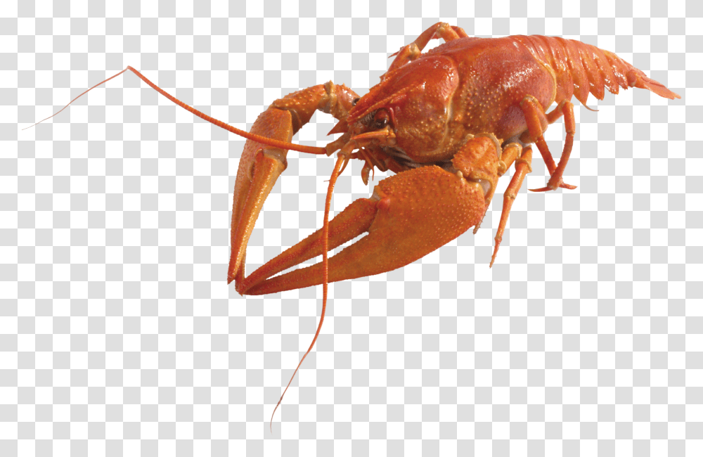 Lobster Crustaceos, Seafood, Sea Life, Animal, Crawdad Transparent Png