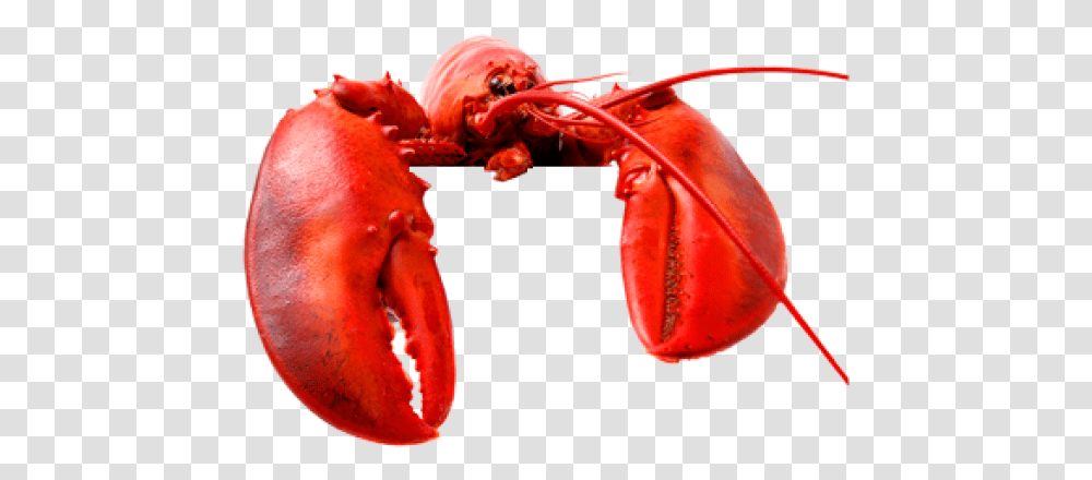 Lobster Free Download 36 Lobsters, Seafood, Sea Life, Animal, Crawdad Transparent Png