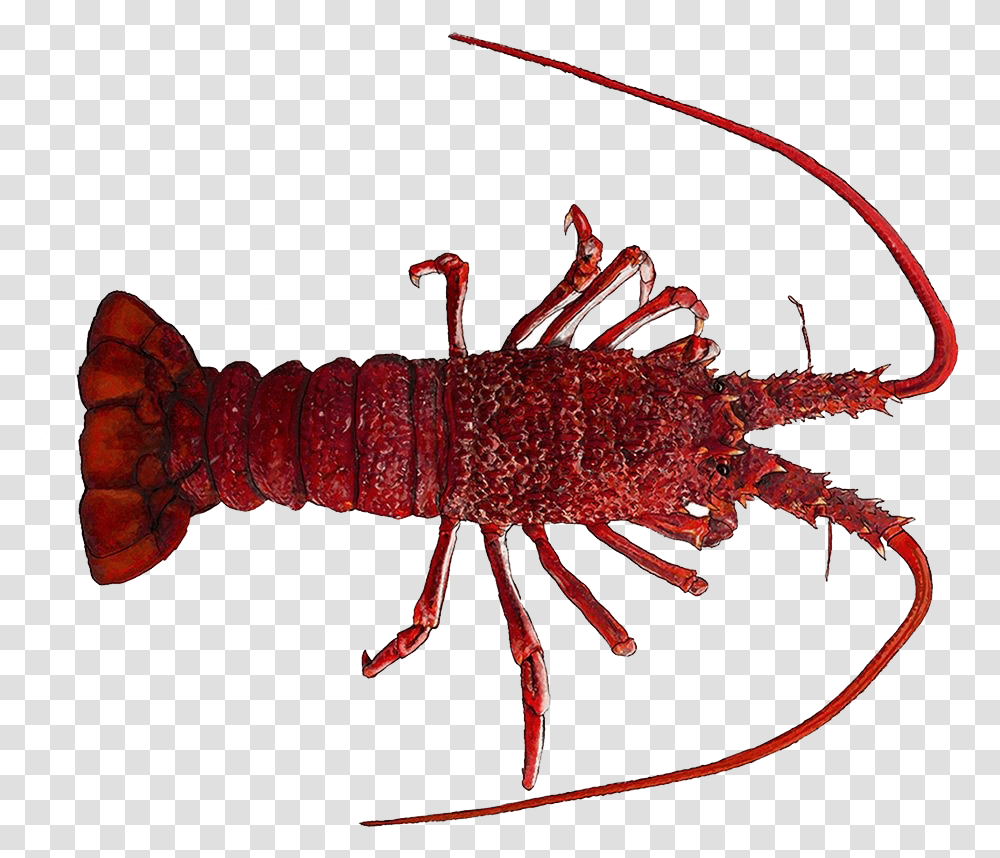 Lobster Free Images Southern Rock Lobster, Crawdad, Seafood, Sea Life, Animal Transparent Png