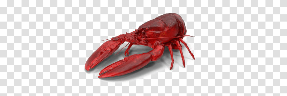 Lobster Image With Background Lobster Background, Seafood, Sea Life, Animal, Crawdad Transparent Png